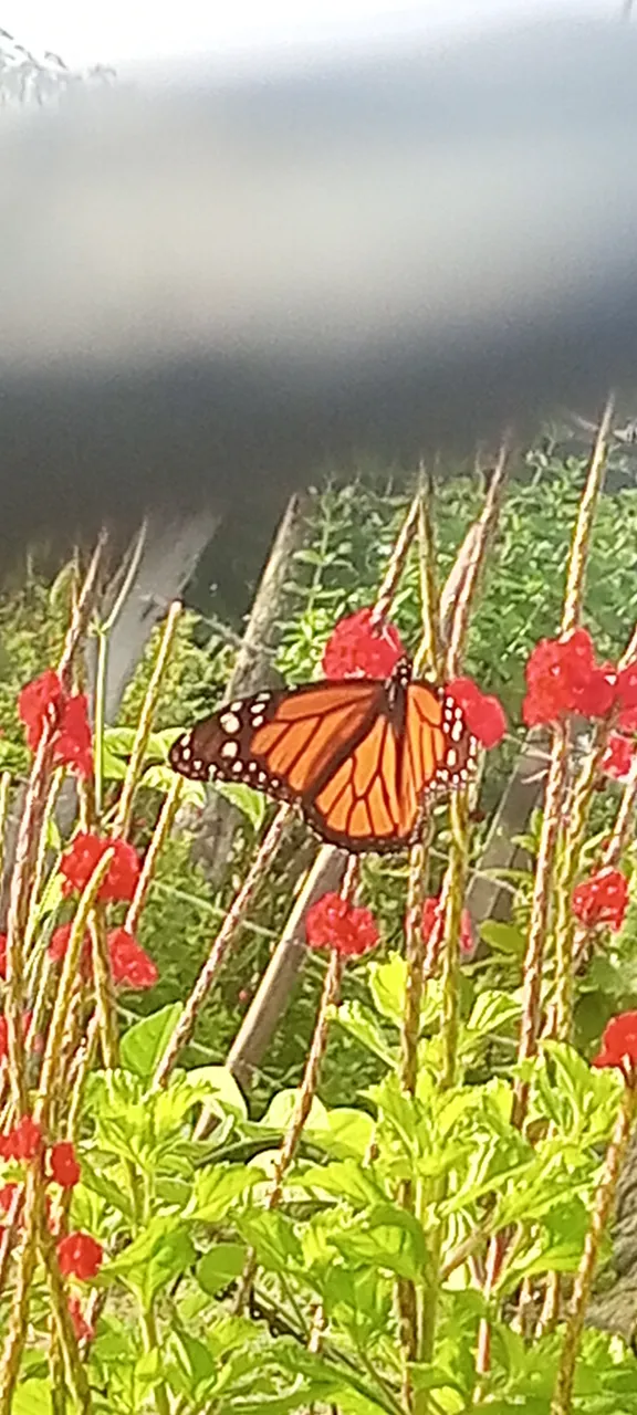 IMG_20250701_065404_453.jpg