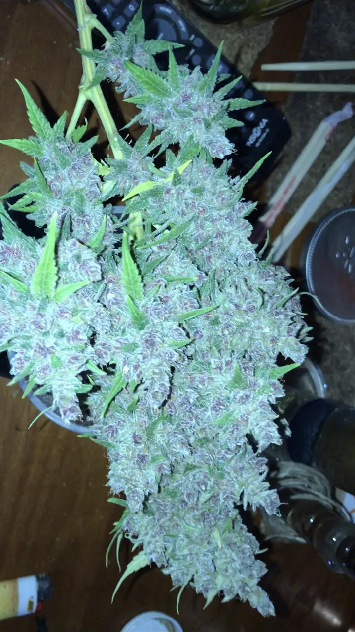Blue dream good flash .PNG
