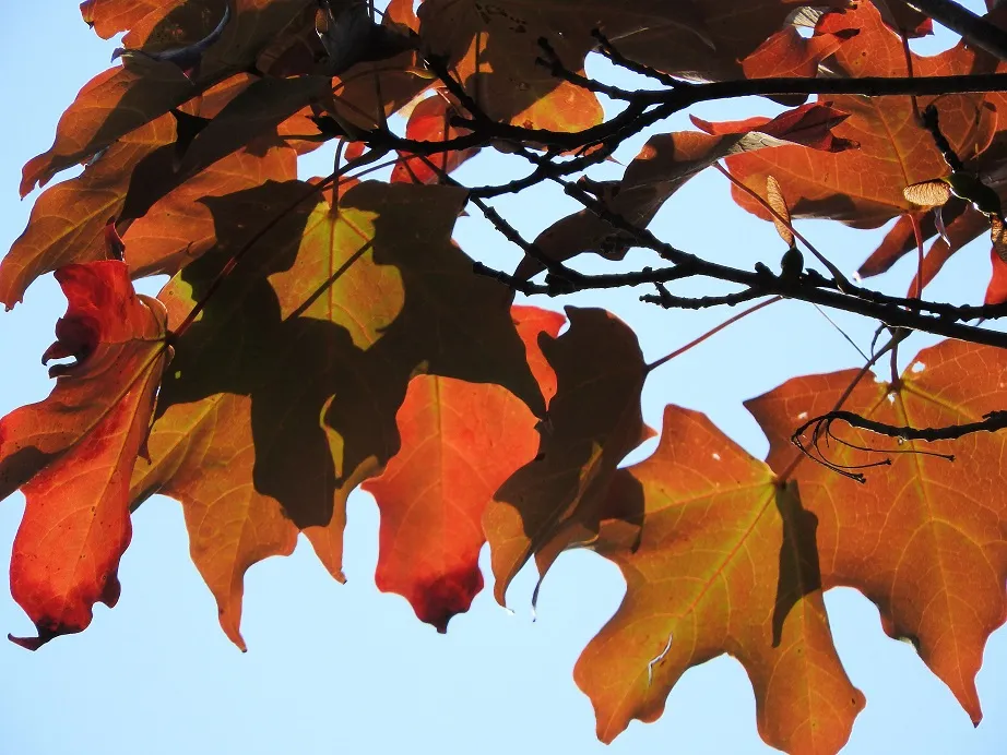 The tree that signals the end of summer