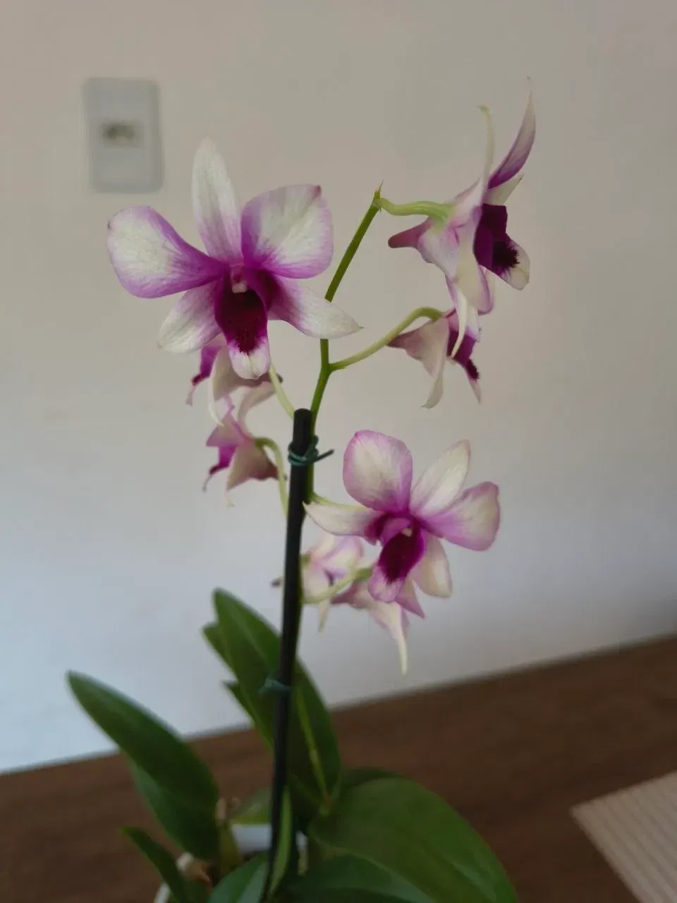 TOqtiZIEv2wVmfuF_1000173337.webp