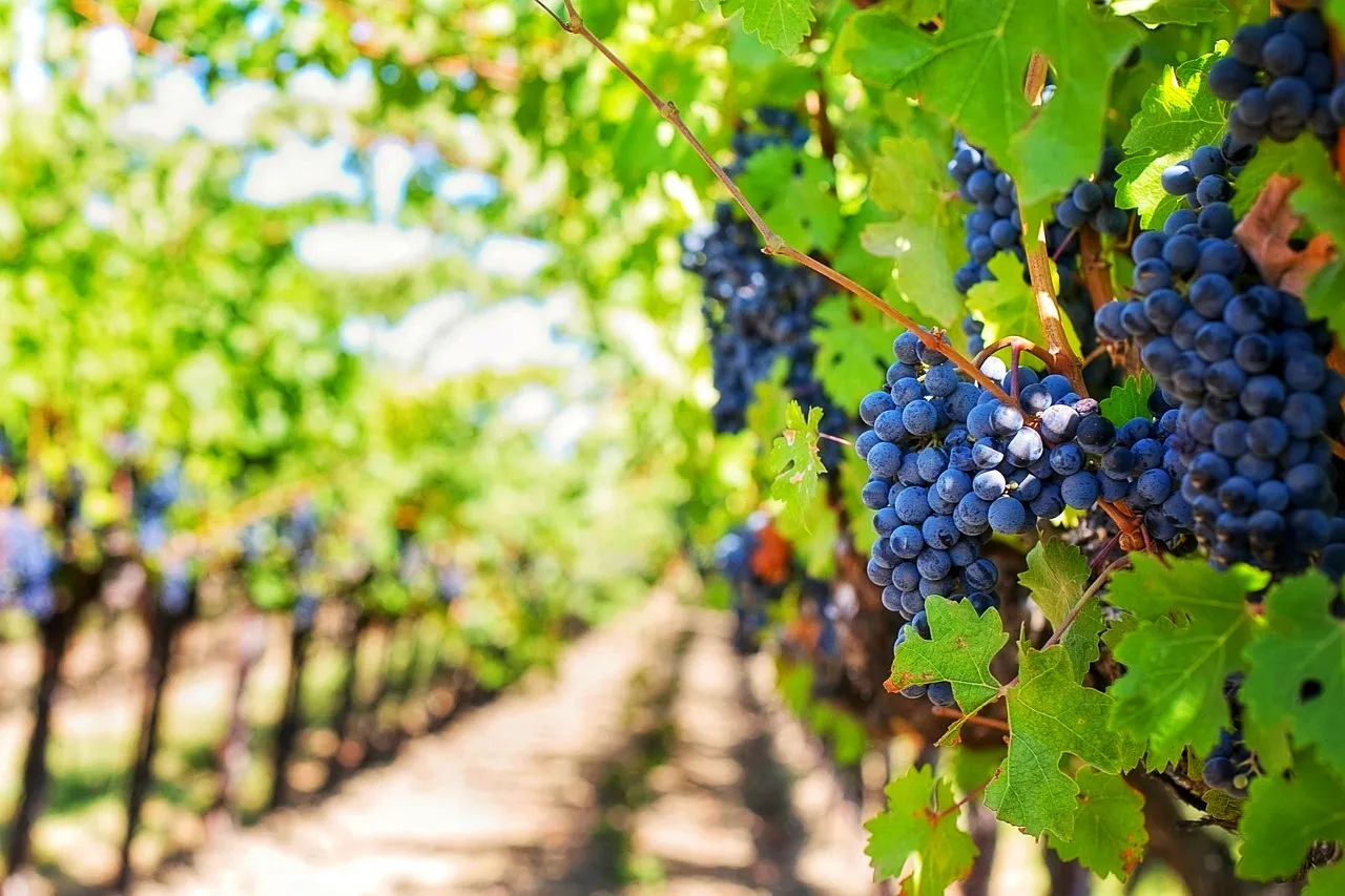 purple-grapes-553462_1280-01.jpeg