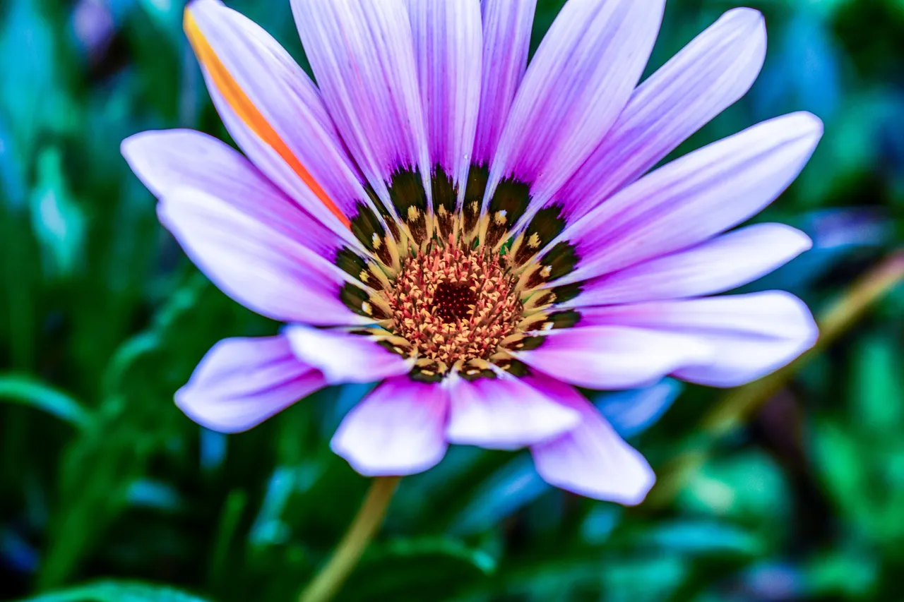 beautiful-flower-3424471_1920.jpg