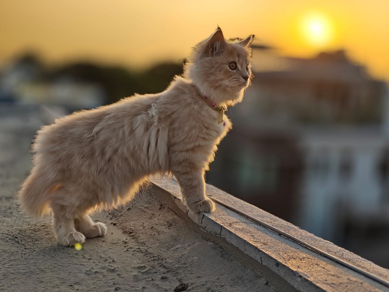 Meet Lemon: My shy little cat