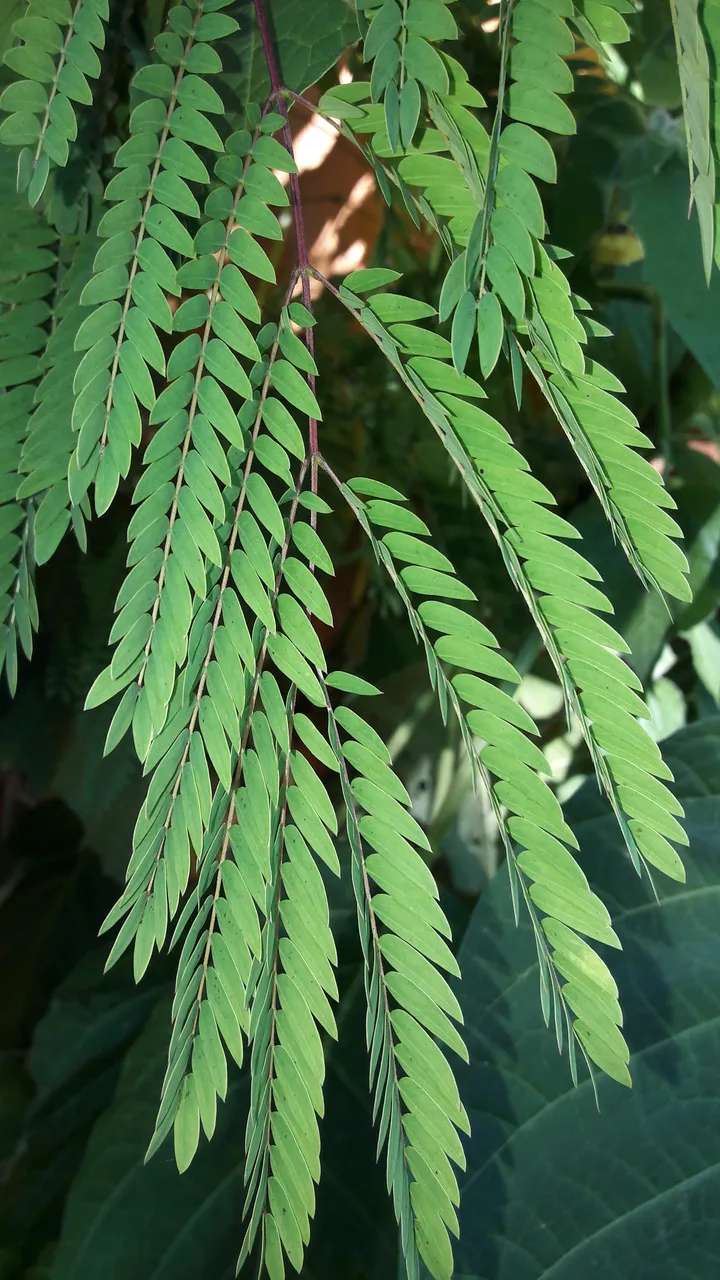 Flora-Leafs-Tree-Publicdomain (95).jpg