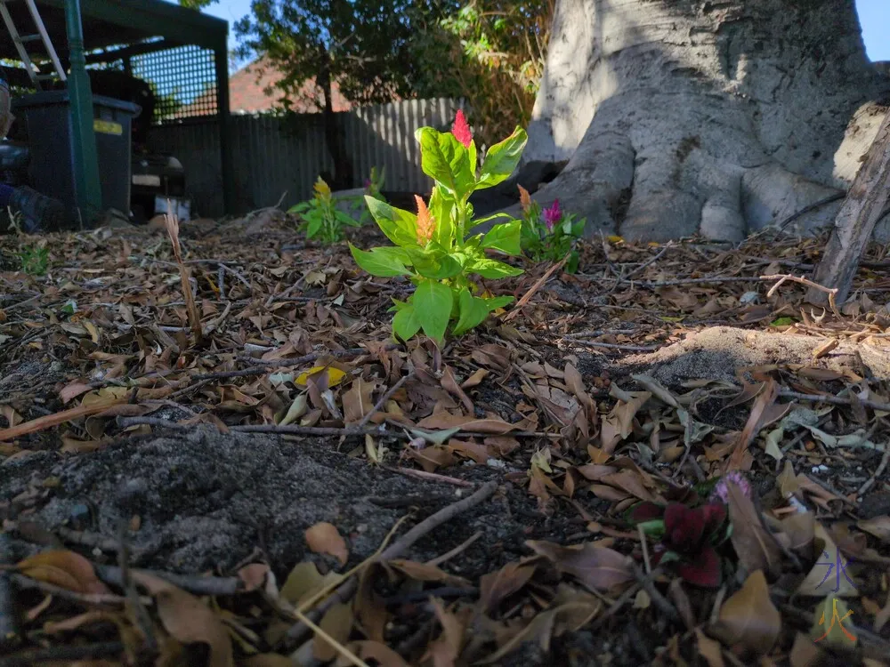 new flowers under tree