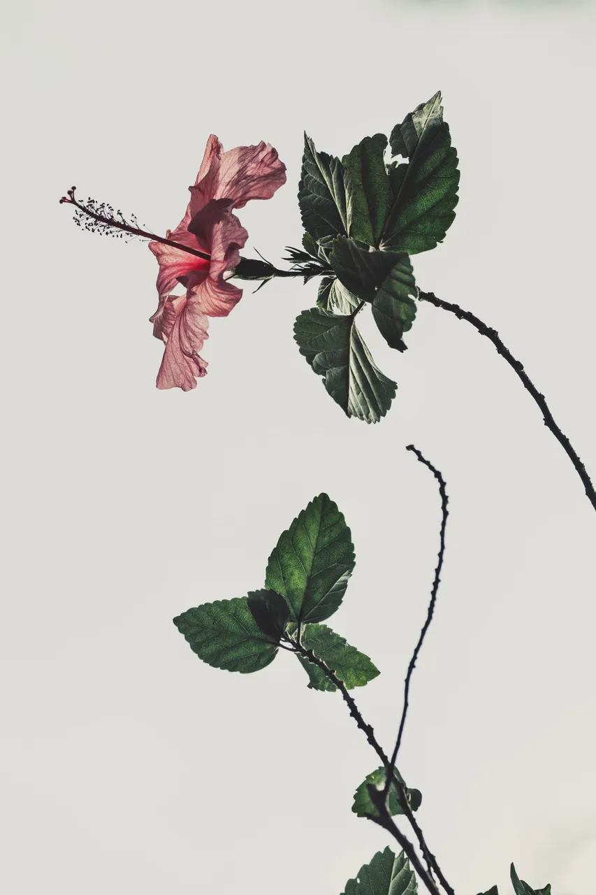 davi-moreira-t7itPRh7Kkg-unsplash.jpg