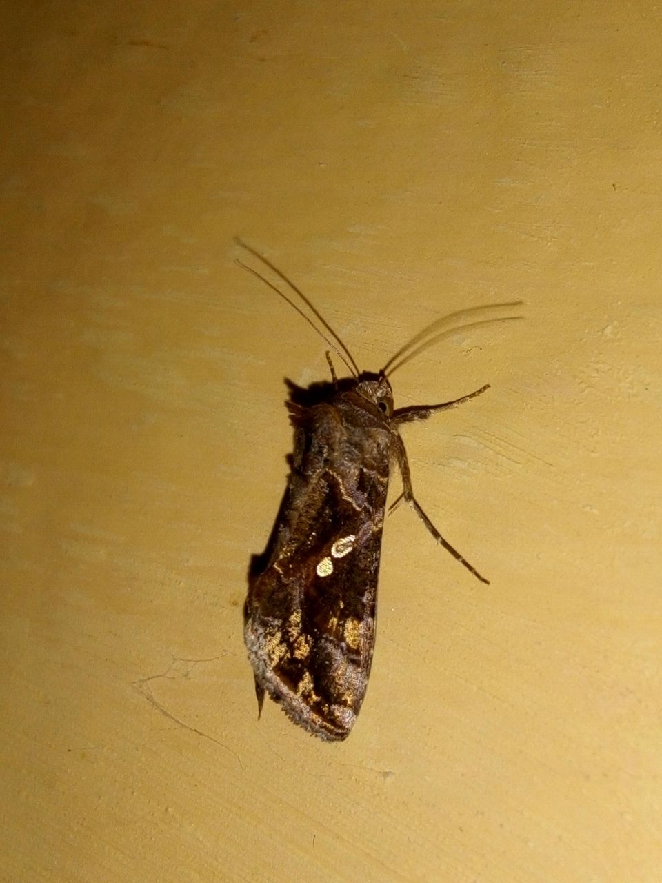 IMG_20201211_203039.jpg