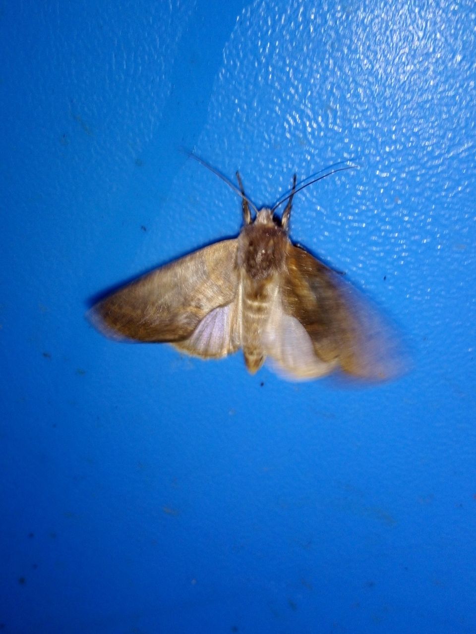 IMG_20201205_051746.jpg