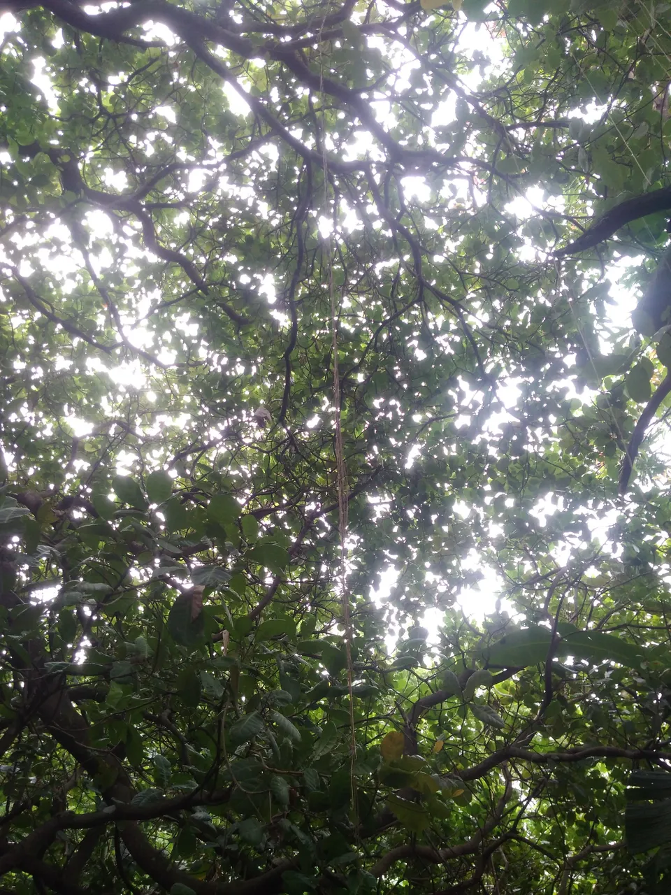 IMG_20200719_083942.jpg