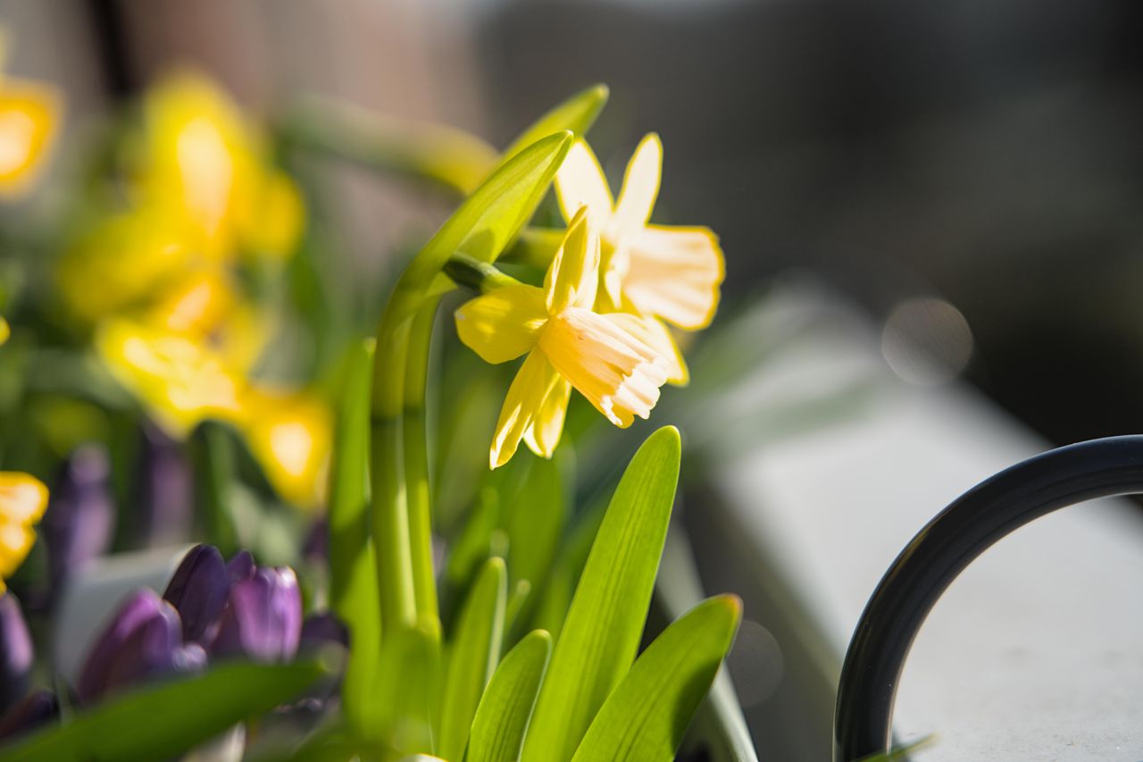 Another sunny day on the balcony