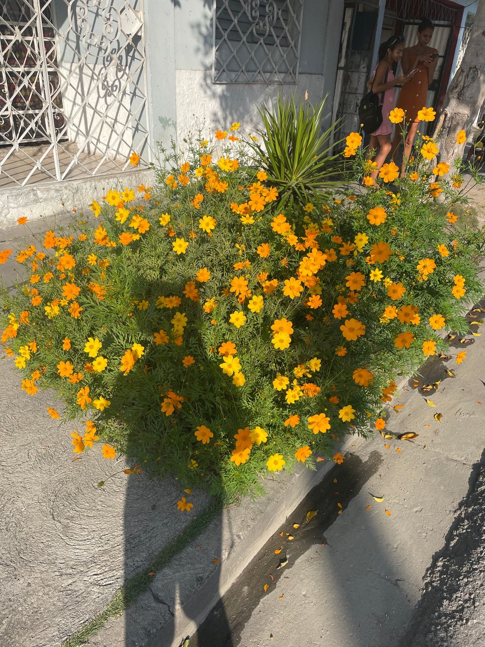 Mis flores preferidas