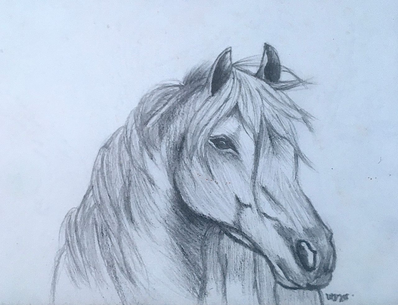 ANIMAL SKETCH (1) 🐴