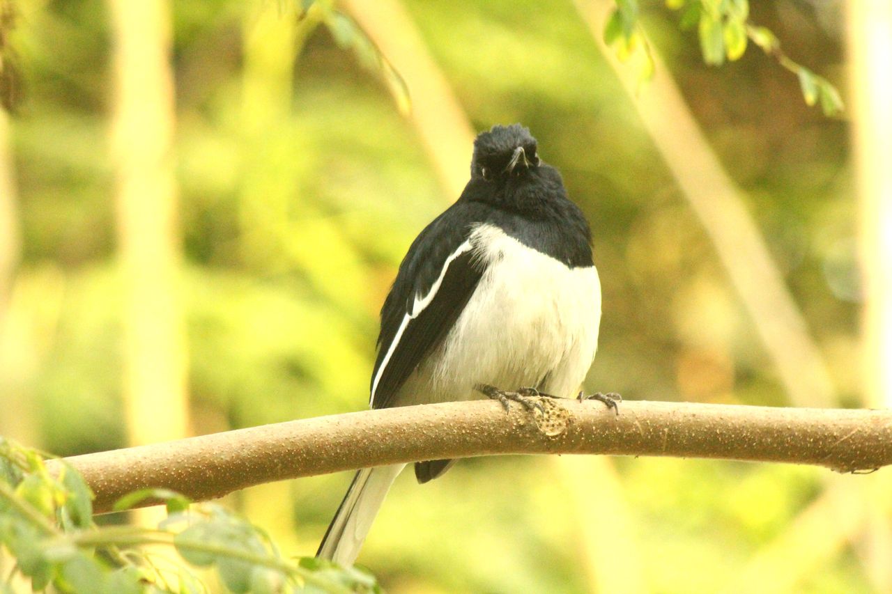 Bird Hunting  
