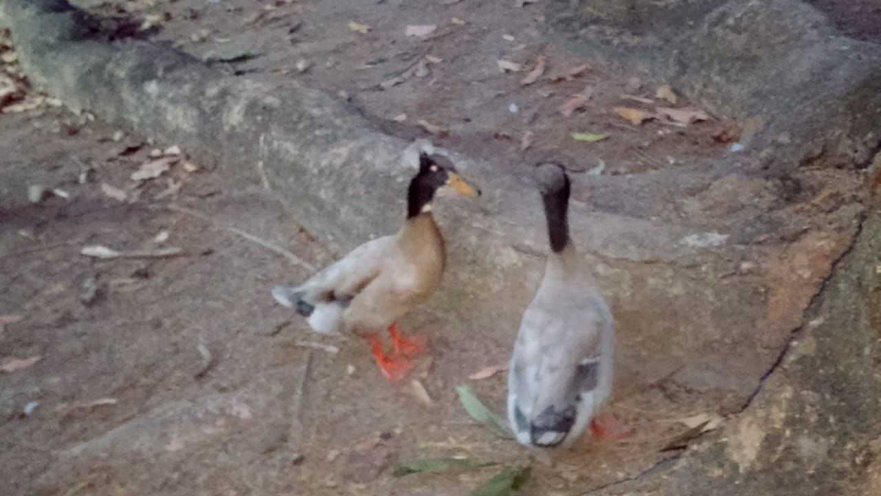 Feathered Friends - Crested Duck in East Park / Pato moñudo en el parque del este.