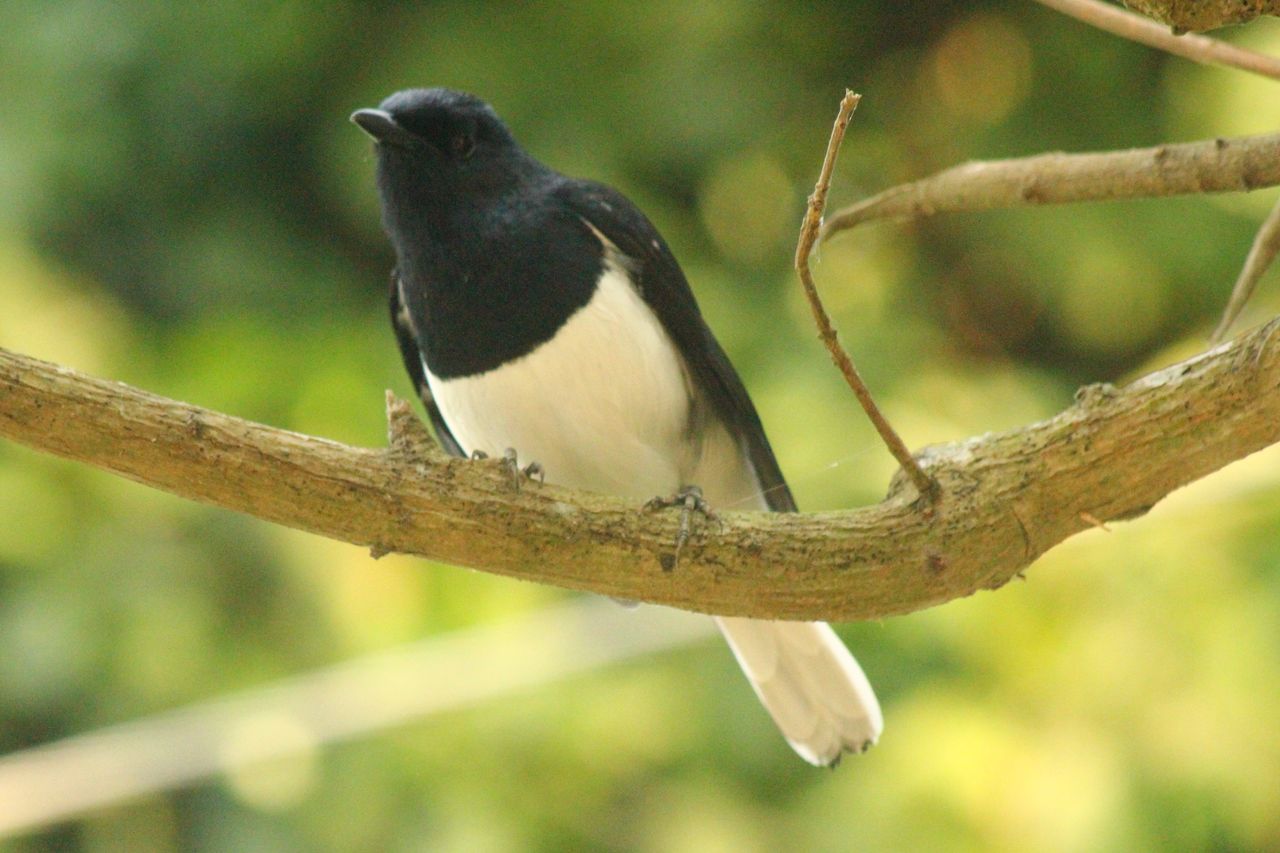 Bird Hunting