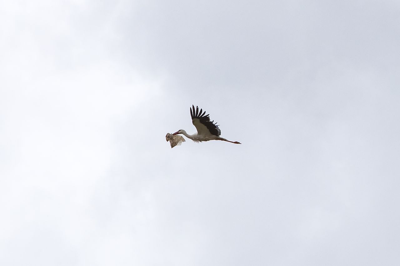 Storks of Alcalá de Henares, Madrid.