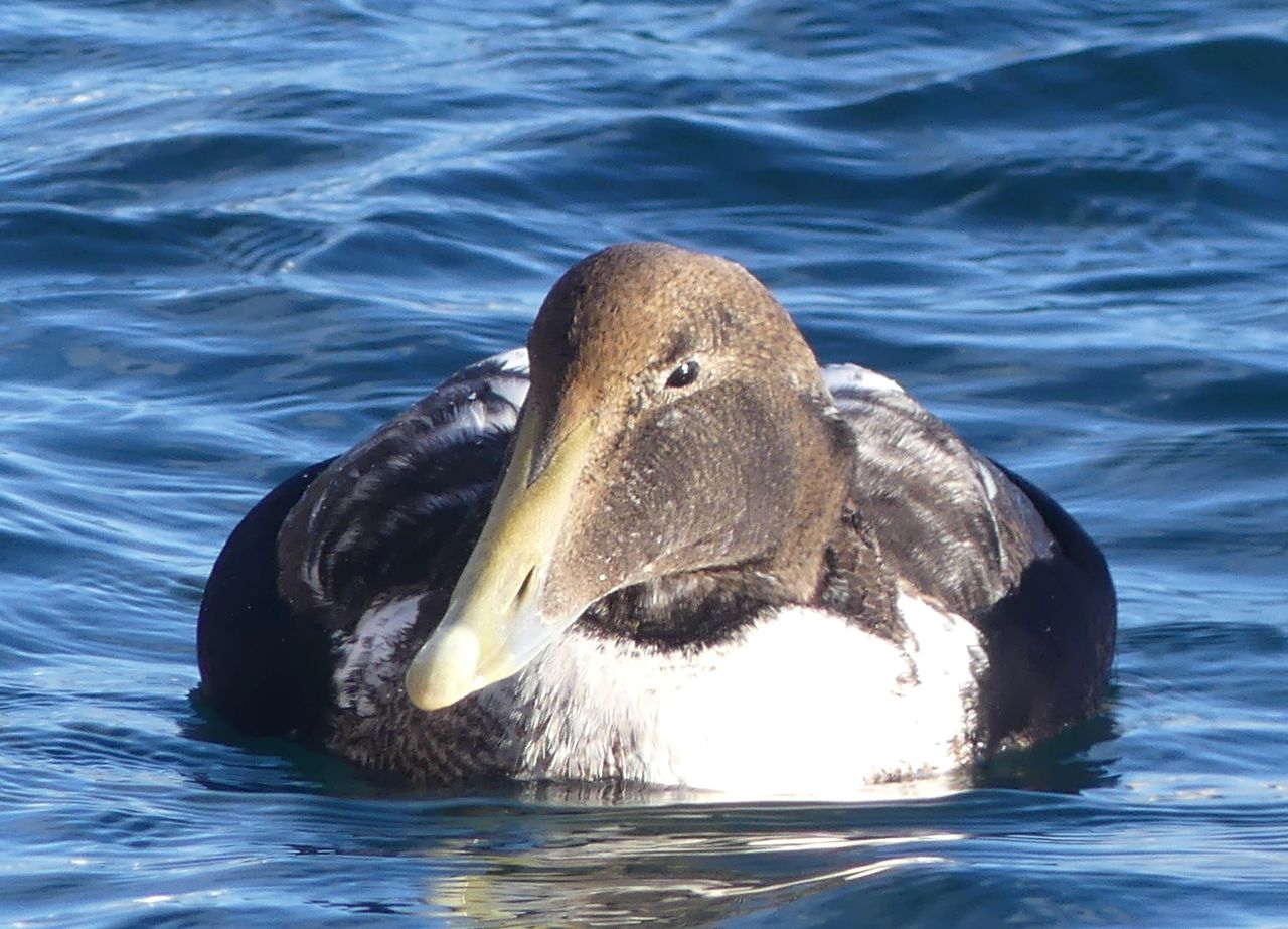 entry smap 270: Common Eider