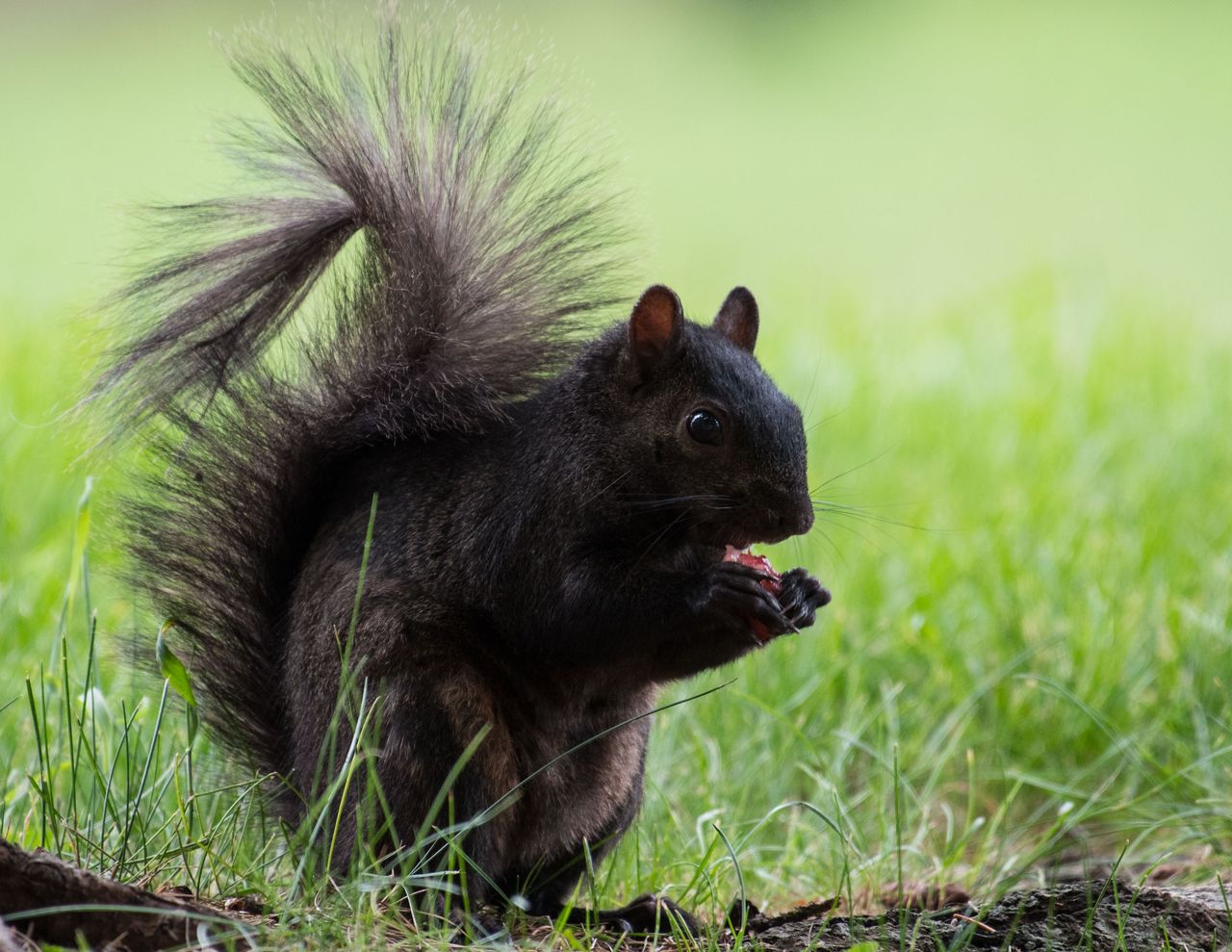 Squirrel Close Ups