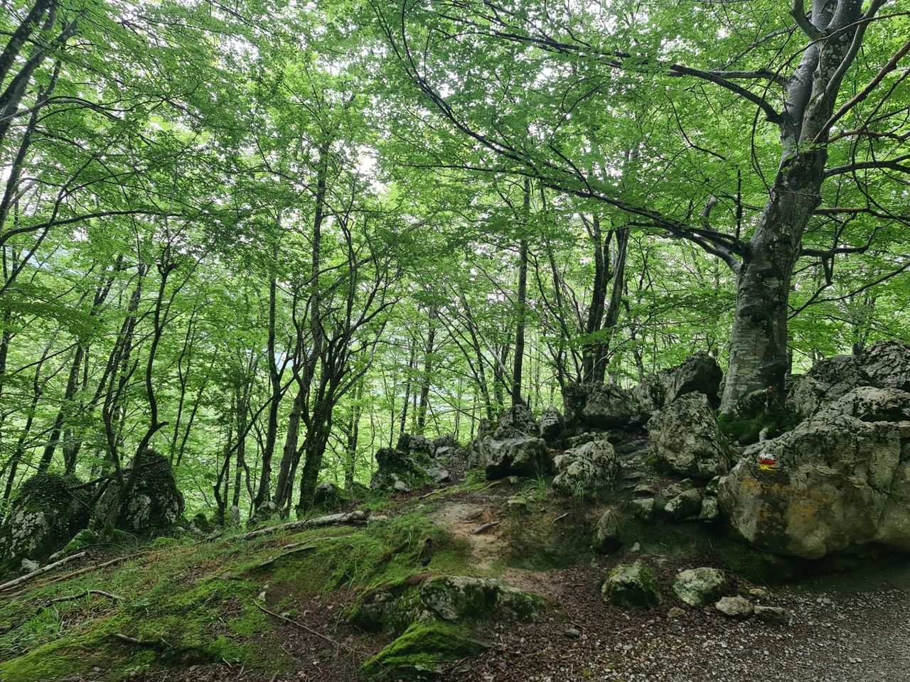 Entering a deep beech forest.