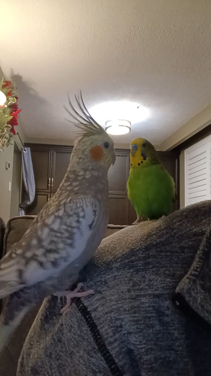 Male Budgie Dominance