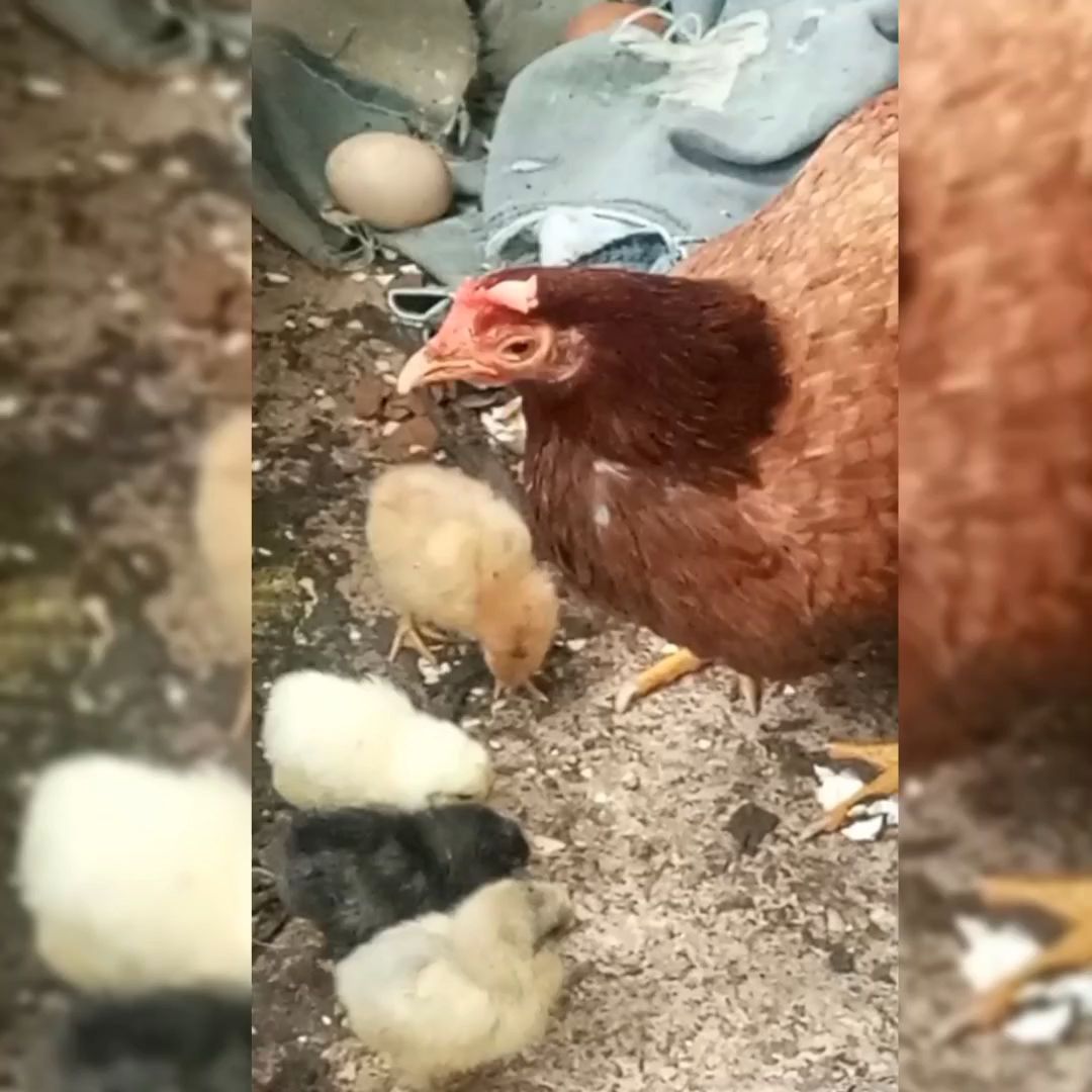 The Dangerous Little Hen / ]La gallinita peligrosa [Ing-Esp]