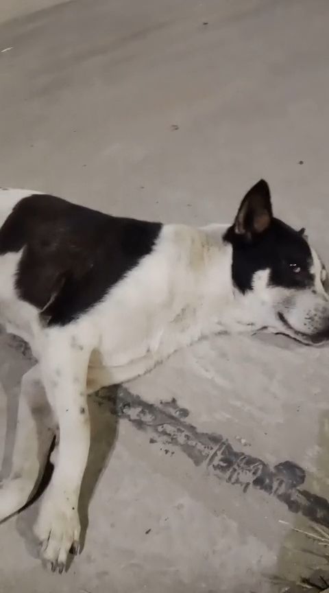 Ever Seen a Dog Like This? 🐕🔥