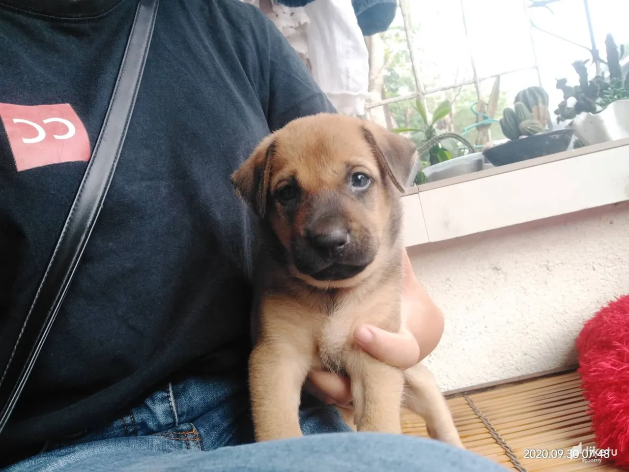 cl420rsws006k15mjai9g6pht_dog5.jpg