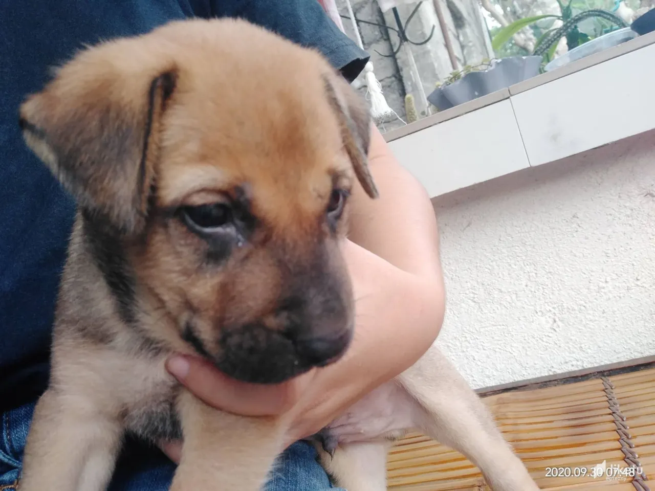 cl420sbrr005w25mjd9t601kn_dog4.jpg