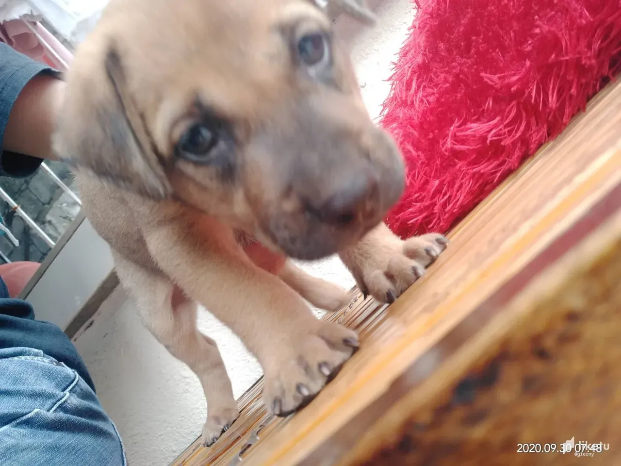 cl420tf8s00641tmjfwob4gms_dog2.jpg