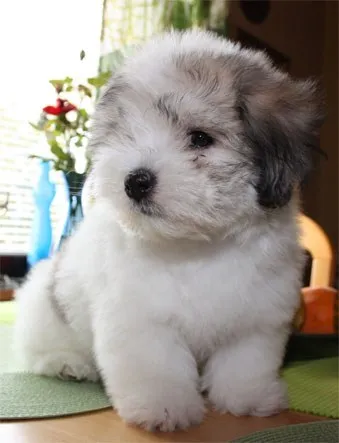 dog.jpg