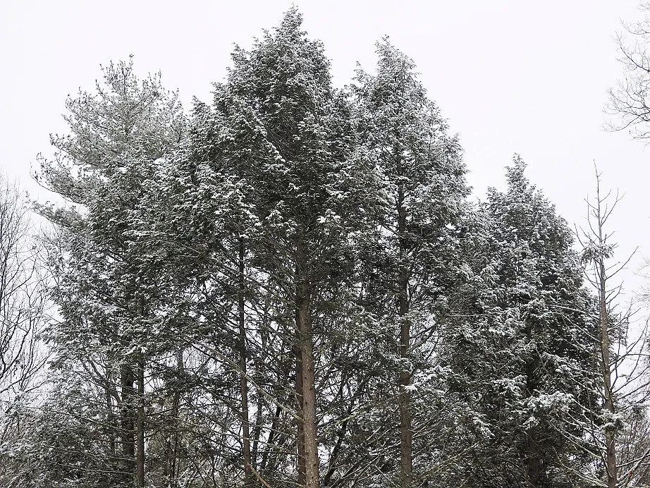 Snowy Solstice Trees