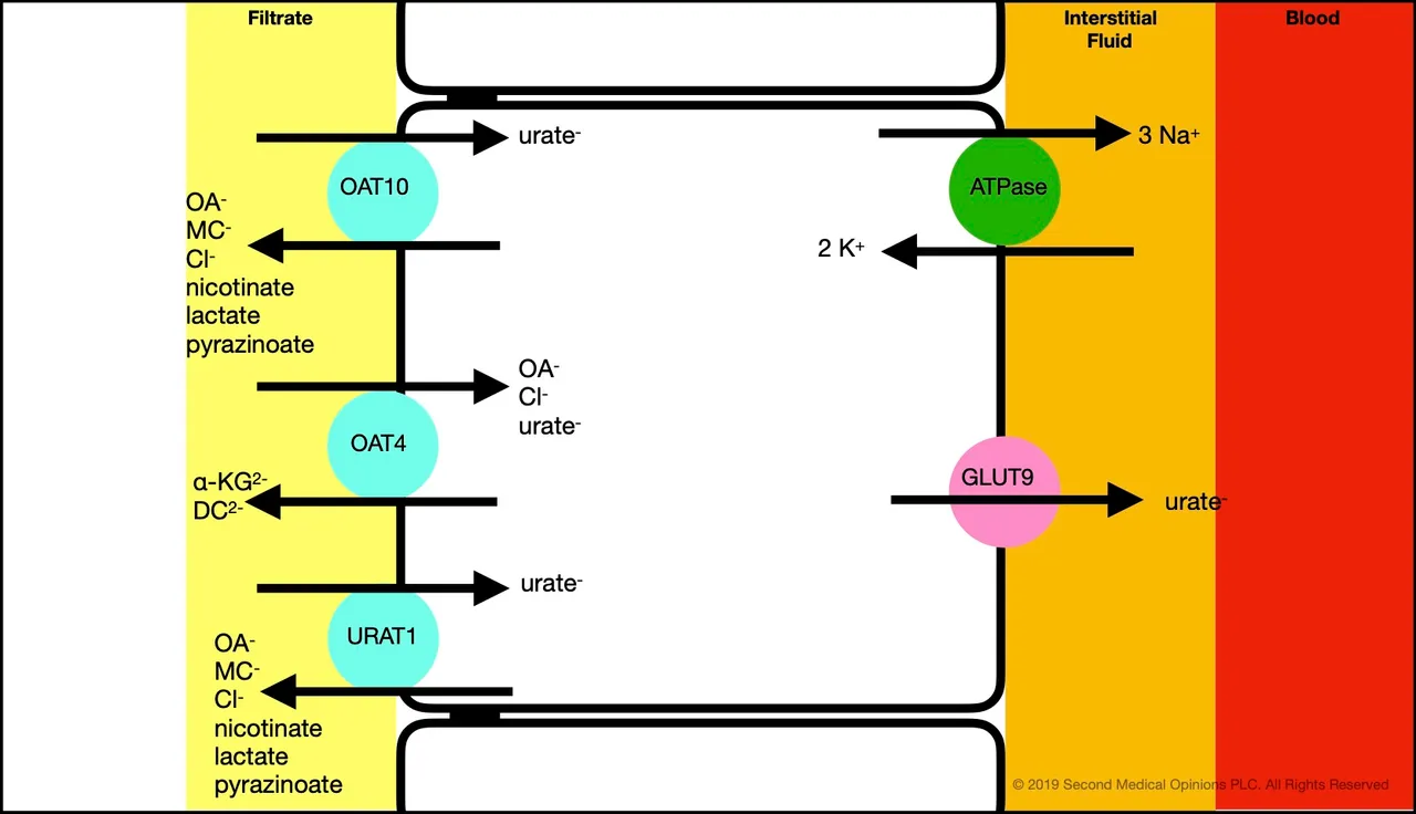 Picture Steemit Tubular Cell Transport Uric Acid S1.jpg