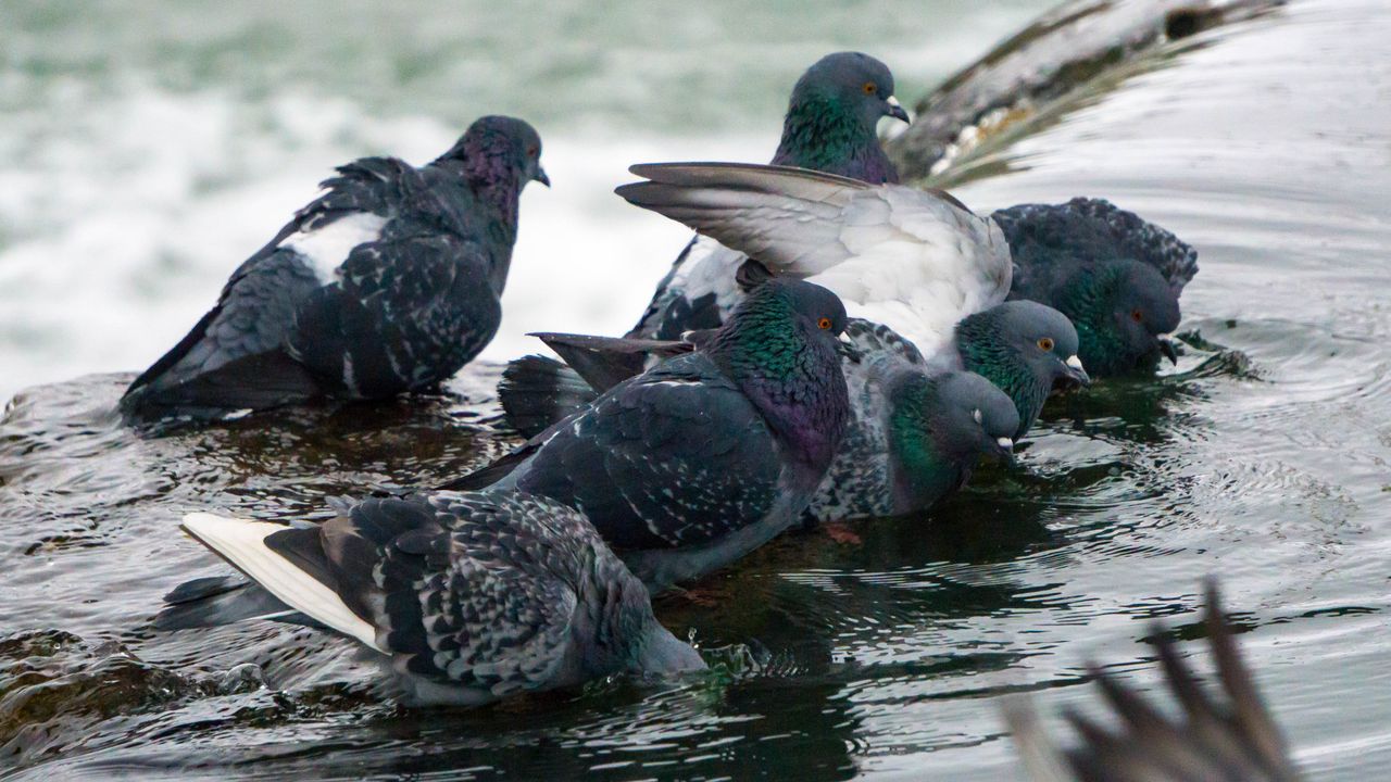 Pigeons bathe in cold water in winter.