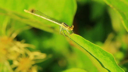 dragonfly1.gif