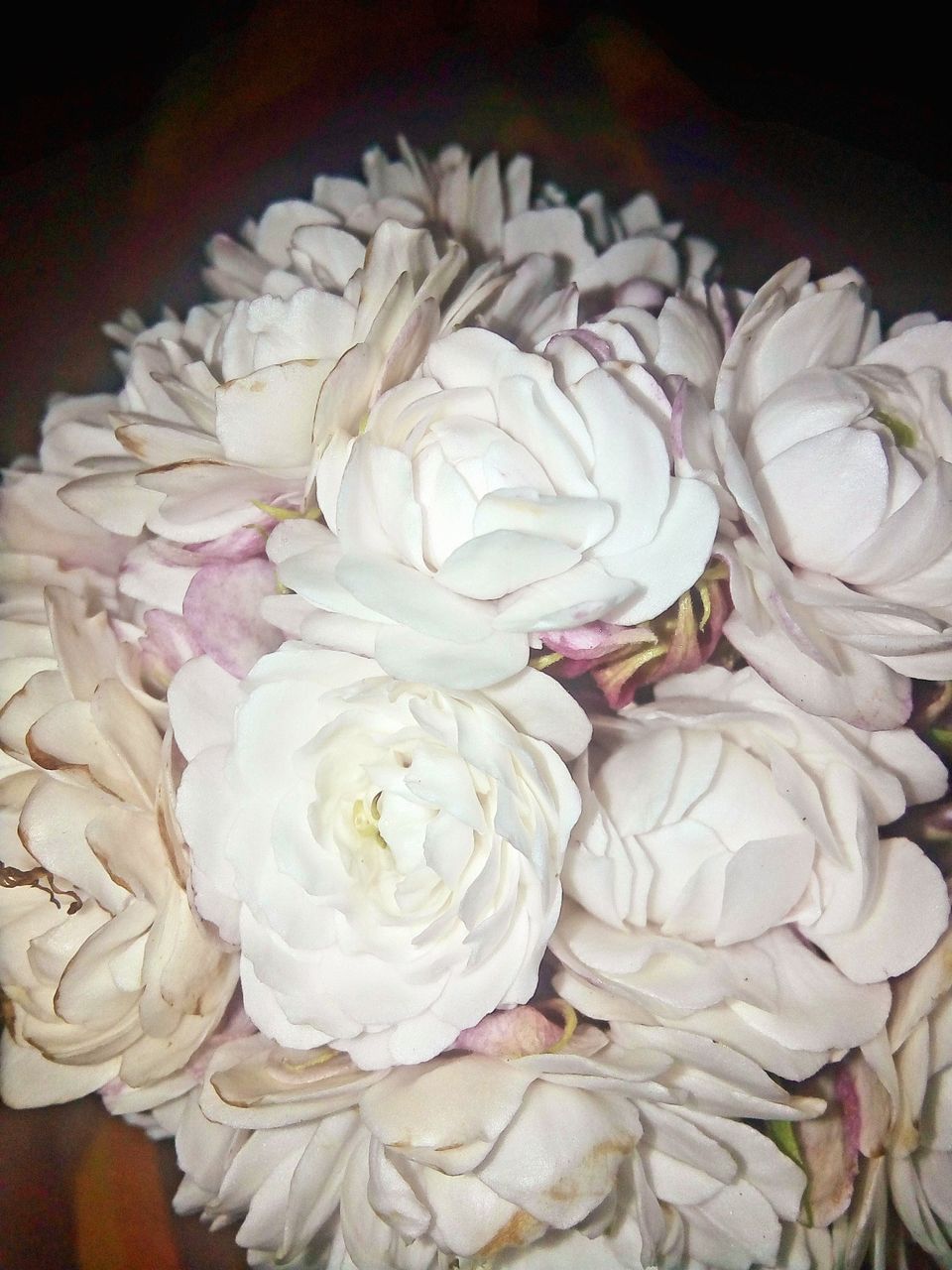 The whiteness of the jasmine flower in the dark of night