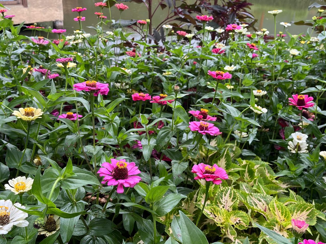Genus Zinnia