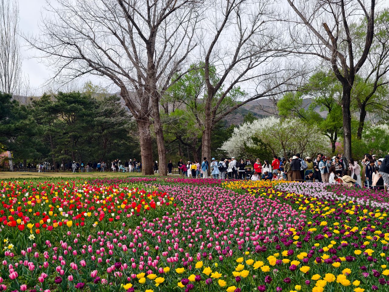 Exploring The World Of Tulips