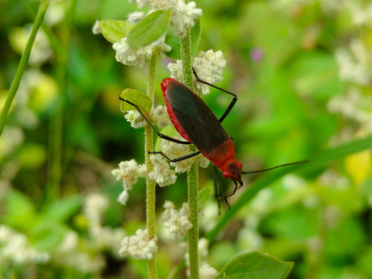 The discovery of a very unique insect || the color is very interesting.