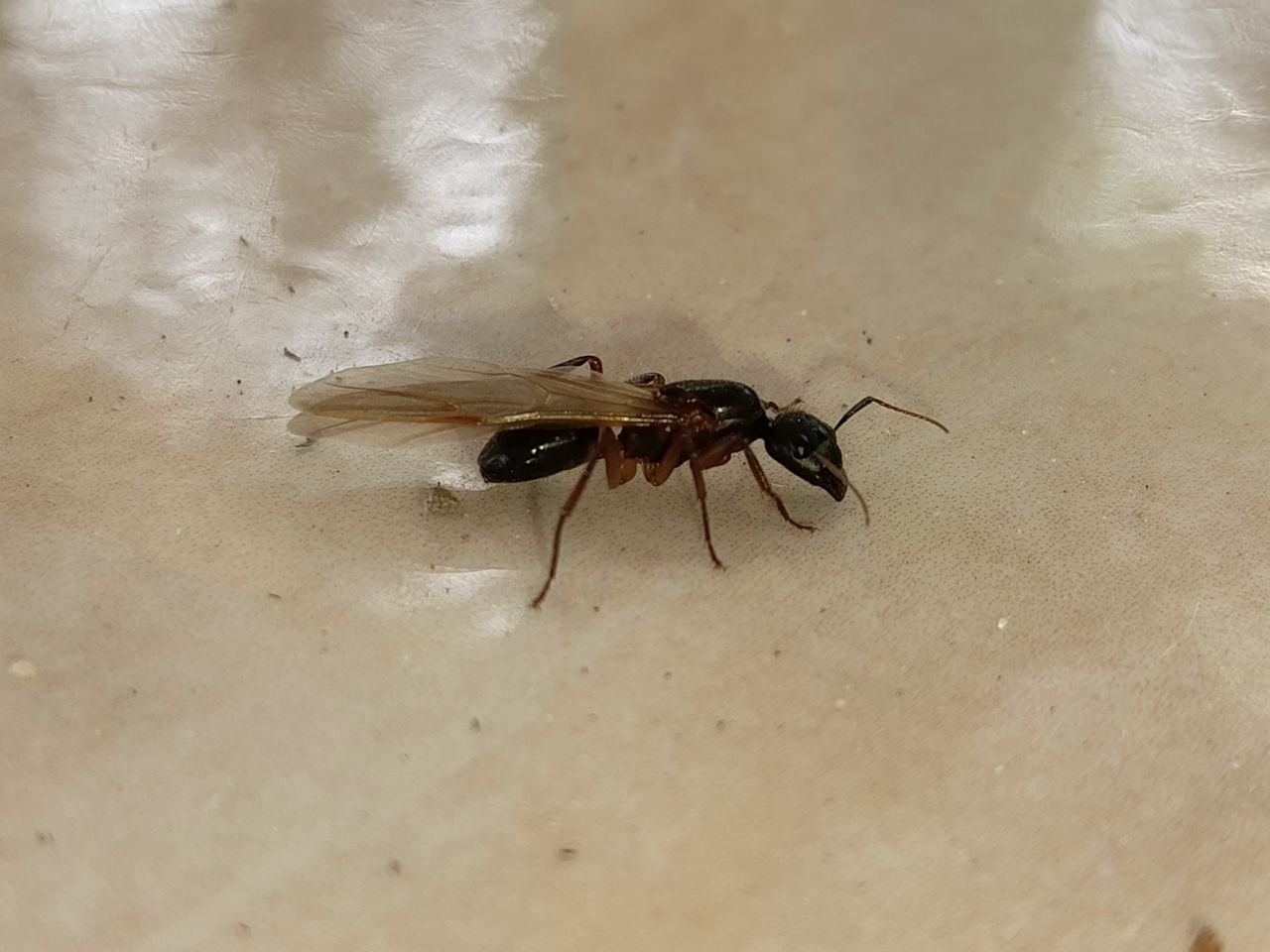Genus Camponotus