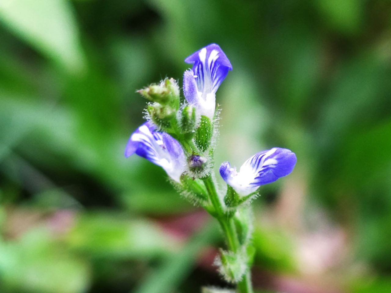 the charm of the beauty of purple flowers