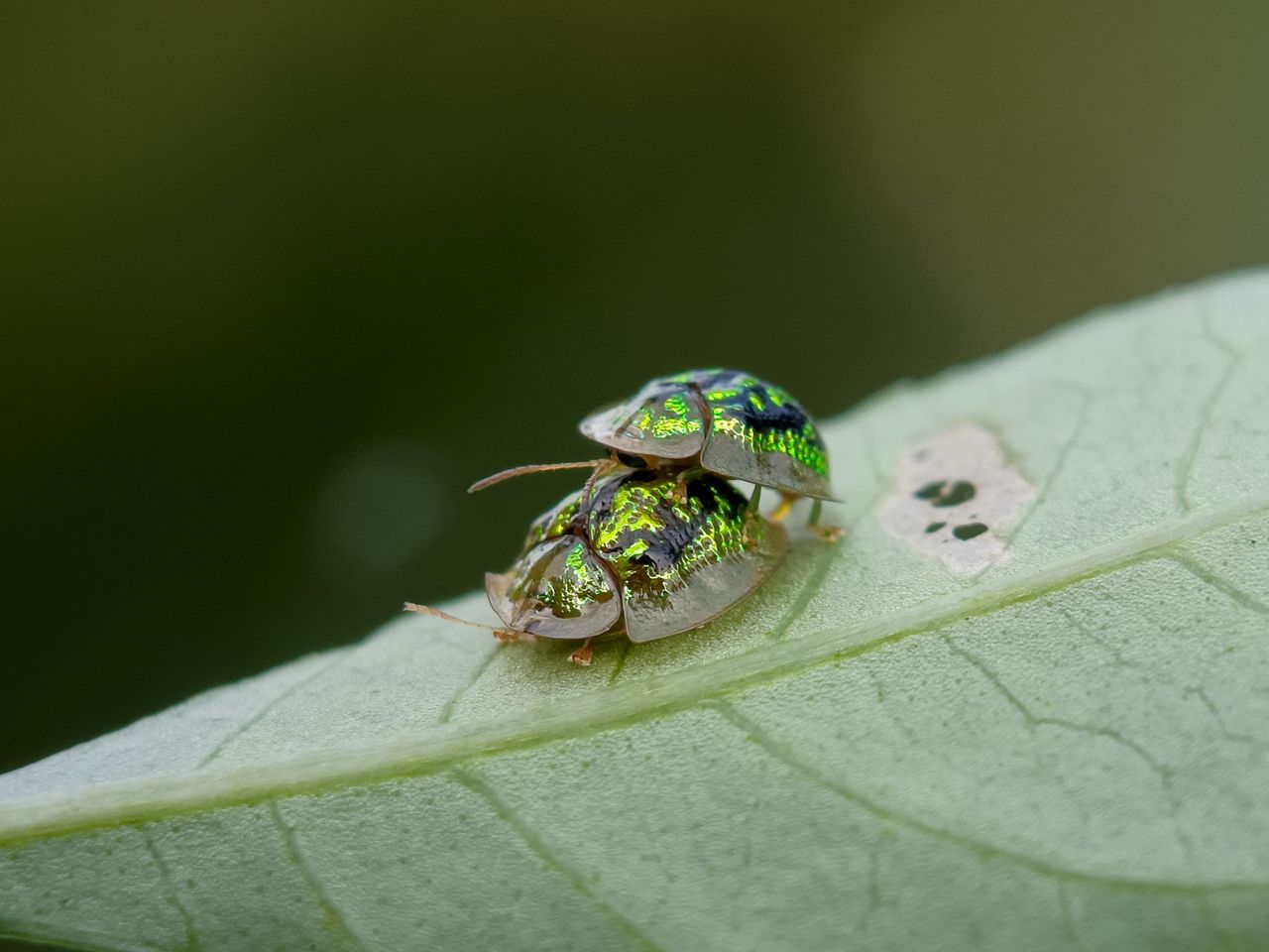 Genus Cassida