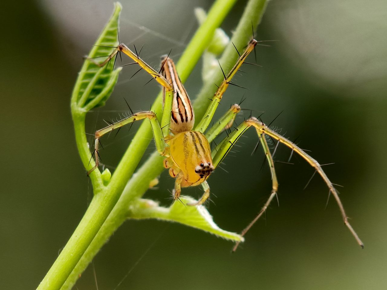 Genus Oxyopes