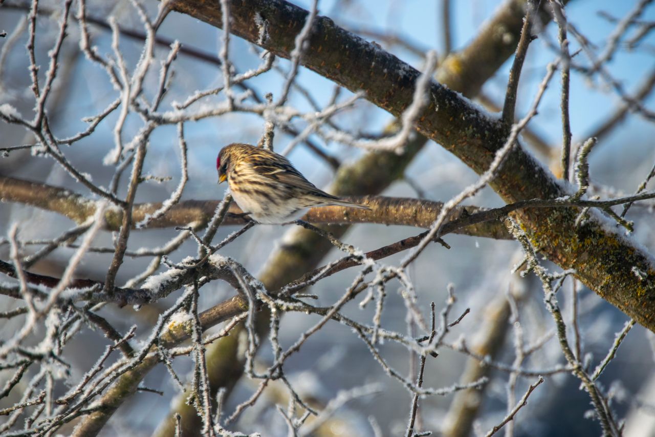 Show Me A Photo Contest Round - Redpoll Is My Favorite Of This Season