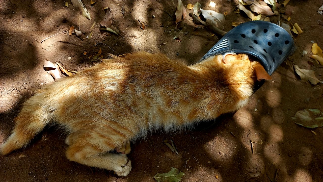 [ENG/ESP] My yellow cat is still up to his mischief/ Mi gato amarillo sigue con sus travesuras.