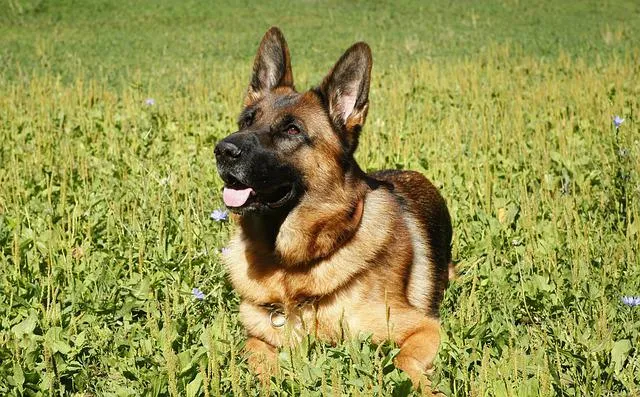dog-2826297_640.jpg