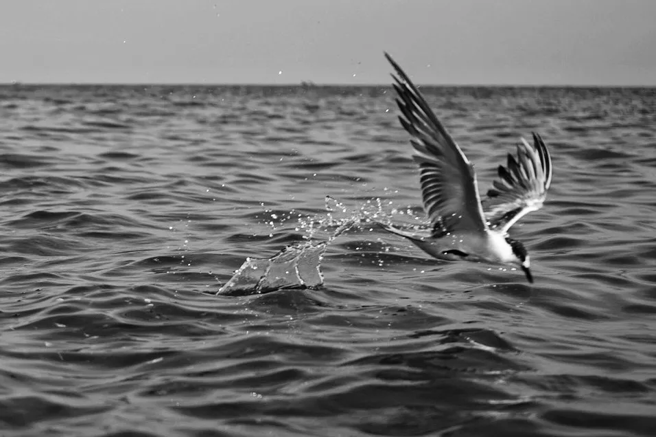 DSC05253-01-01.jpeg
