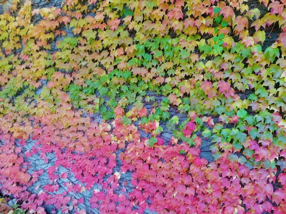 autumnlll3 (4).jpeg