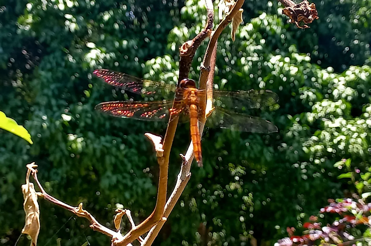 20230827_125207.jpg