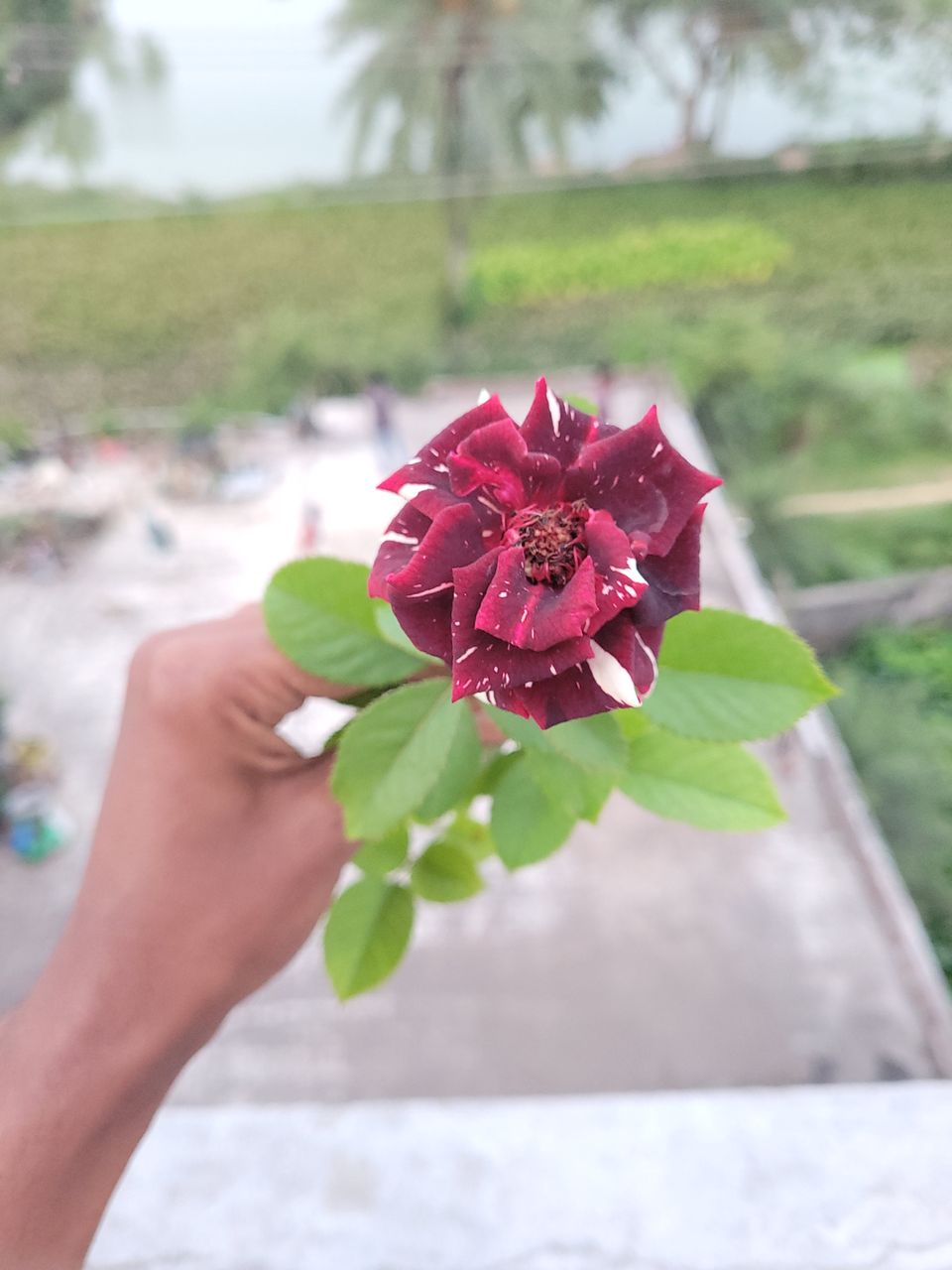 Today I took a picture of this unique rose flower.