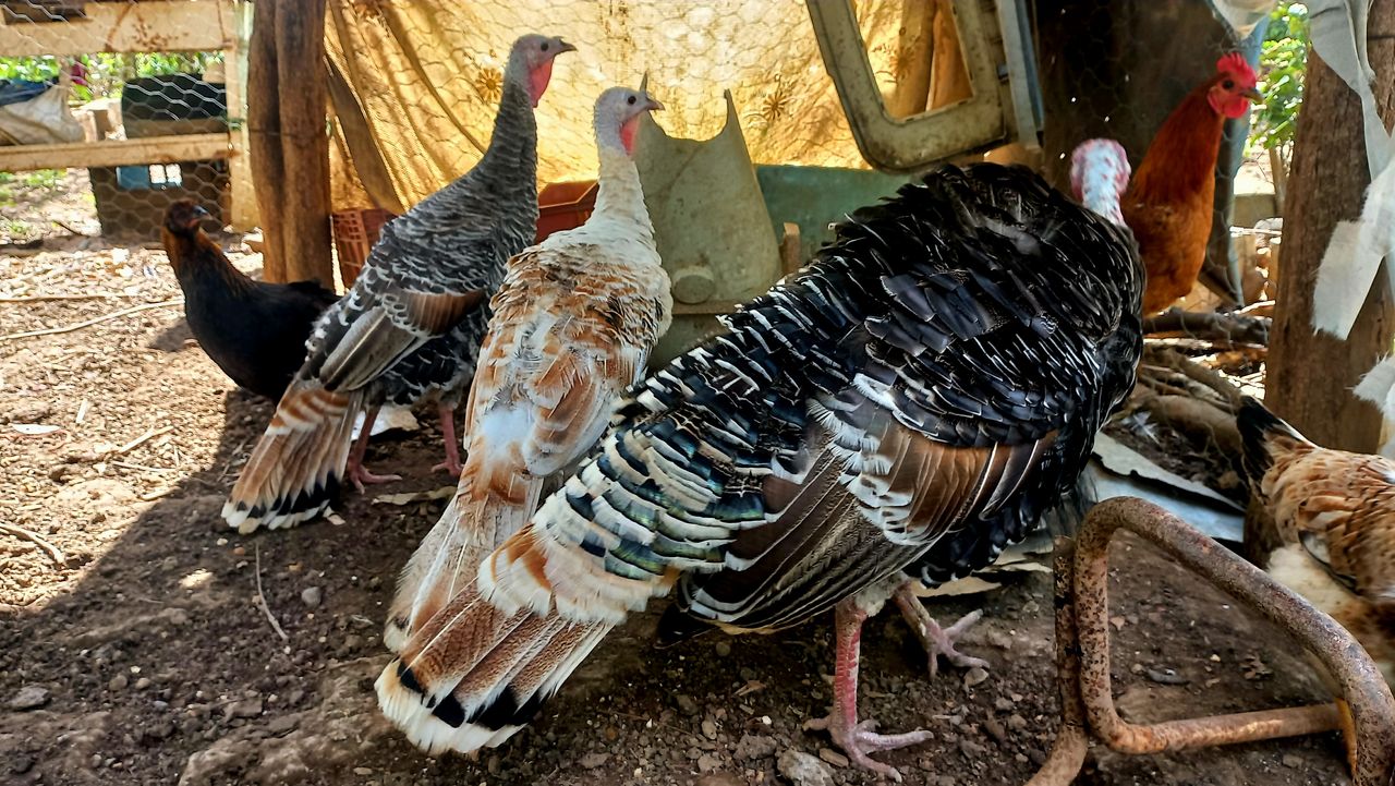 [ENG/ESP] Waiting for my turkeys to lay eggs/ Esperando la postura de huevos en mis pavas.